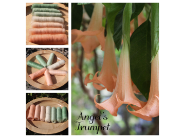 Angel's Trumpet Gradient - 100g