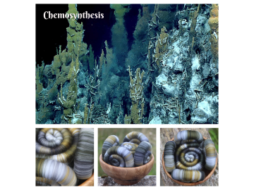 Chemosynthesis Rolags - 100g Chemosynthesis Rolags - 100g