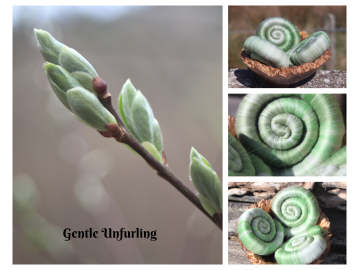 Gentle Unfurling Rolags - 100g Gentle Unfurling Rolags - 100g