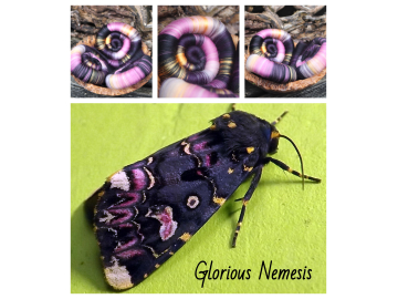 Glorious Nemesis rolags - 100g