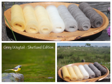 Grey Wagtail - Shetland Edition