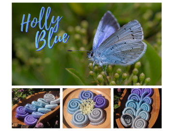 Holly Blue Butterfly Holly Blue Butterfly