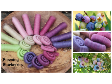 For Annalie - Ripening Blueberries For Annalie - Ripening Blueberries