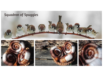 Squadron of Spuggies rolags - 100g Squadron of Spuggies rolags - 100g