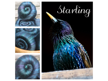 Starling batts or rolags - 100g