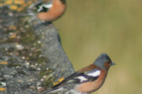 Cheeky Chaffinch gradient batt set