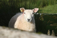 Old Stone Wall Revisited - 100g