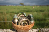 Old Stone Wall Revisited - 100g