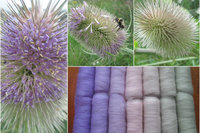 Teasle Gradient Batt Set - 100g