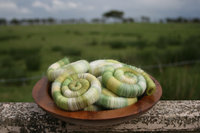 Spring Awakenings Rolags / Punis - 100g