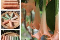 Angel's Trumpet Gradient - 100g