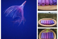 Deep Sea Wonder Gradient Batt Set -100g