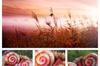 End of Summer Rolags - 100g