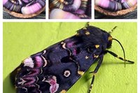 Glorious Nemesis rolags - 100g