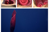 Gorgeous Squid Gradient Batts - 100g total