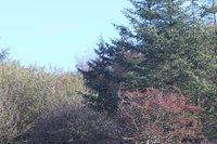 Year's End Gradient Batt Set - 100g