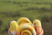 Narcissus Rolags - 100g