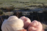 Bloom of Ruth - 130g Fibonacci Gradient Batt set.