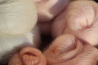 Bloom of Ruth - 130g Fibonacci Gradient Batt set.