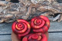 Sogdian Rolags - 100g