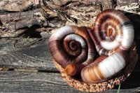 Squadron of Spuggies rolags - 100g