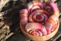 Chi-Rho rolags - 100g