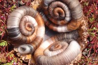 Rattler rolags - 100g