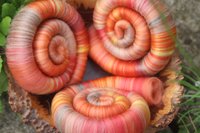 Crossbill rolags - 100g