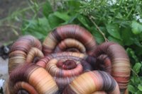 Fallen rolags - 100g