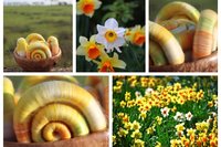 Narcissus Rolags - 100g