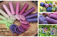 Ripening Blueberries gradient.