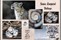 Snow Leopard rolags - 100g