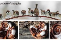 Squadron of Spuggies rolags - 100g