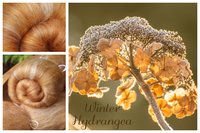 Winter Hydrangea Batts - 100g