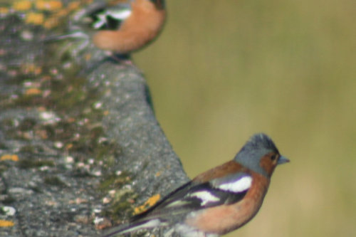 Cheeky Chaffinch gradient batt set