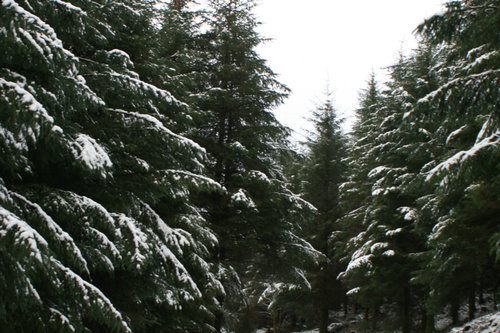 Winter Weekend Walk