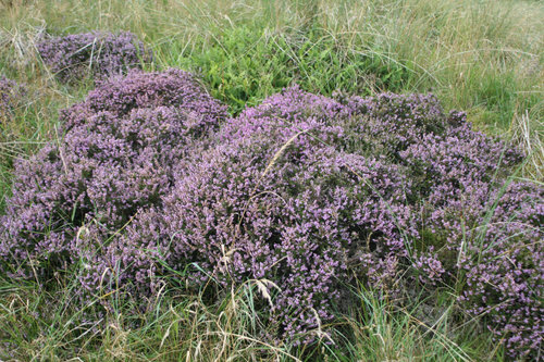 Blooming Heatherfields Punis / Rolags
