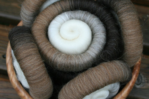 4 Shades of Shetland Rolags / Punis - 100g