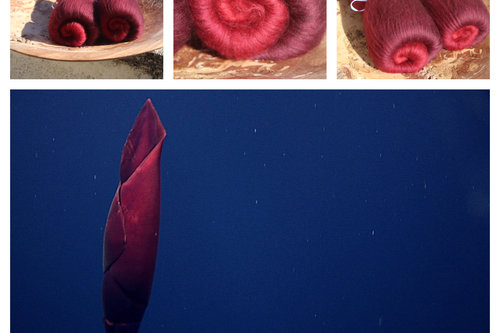 Gorgeous Squid Gradient Batts - 100g total