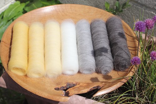 Grey Wagtail - Shetland Edition