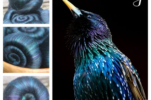 Starling batts or rolags - 100g