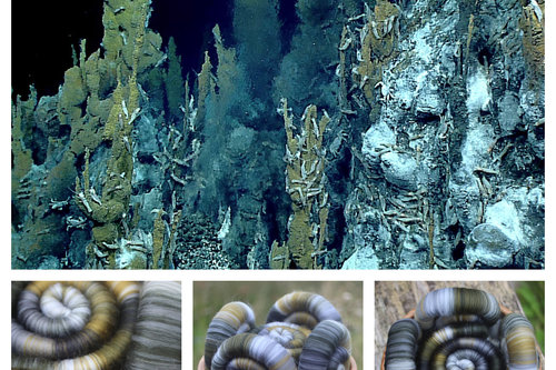 Chemosynthesis Rolags - 100g