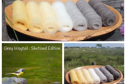 Grey Wagtail - Shetland Edition