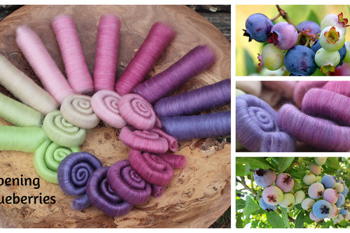 Ripening Blueberries gradient.