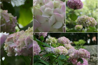 Sunkissed Hydrangea Handpulled Roving Nests - 100g