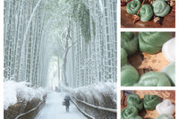 Bamboo Forest Gradient Batt Set - 100g
