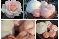 Bloom of Ruth - 130g Fibonacci Gradient Batt set.