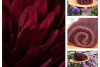 Dark Dahlia batts