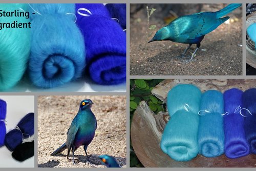Blue Eared Starling - Fibonacci gradient - 130g