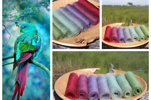Painted Parakeet Gradient Batt Set - 100g